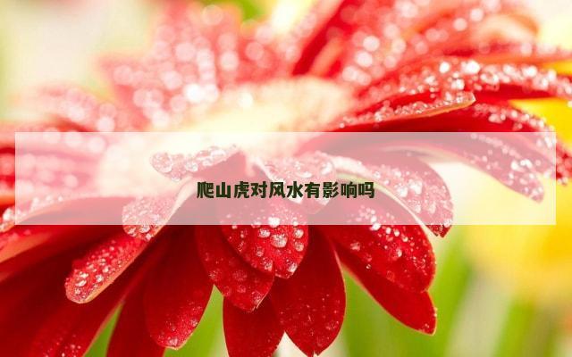 爬山虎对风水有影响吗