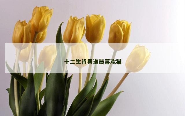 十二生肖男谁最喜欢猫