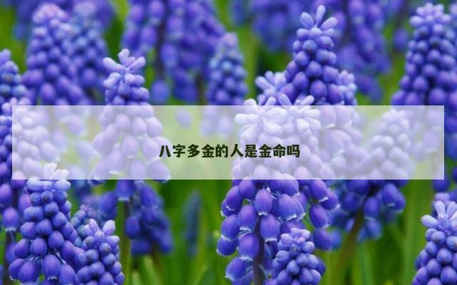 八字多金的人是金命吗