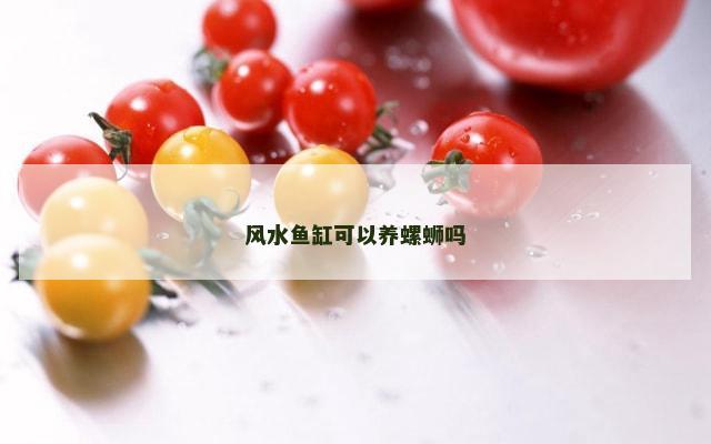 风水鱼缸可以养螺蛳吗