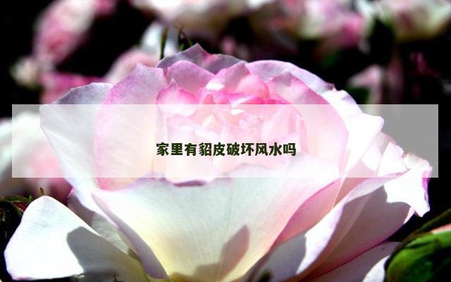 家里有貂皮破坏风水吗