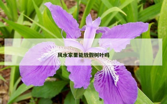 风水家里能放假树叶吗
