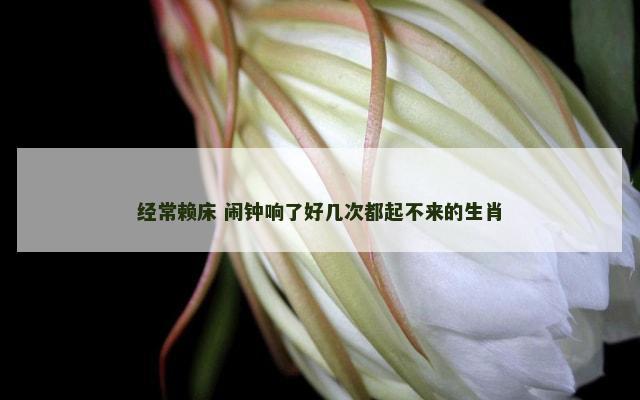 经常赖床 闹钟响了好几次都起不来的生肖