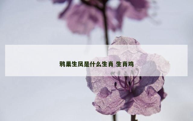 鸦巢生凤是什么生肖 生肖鸡