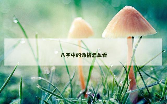 八字中的命格怎么看