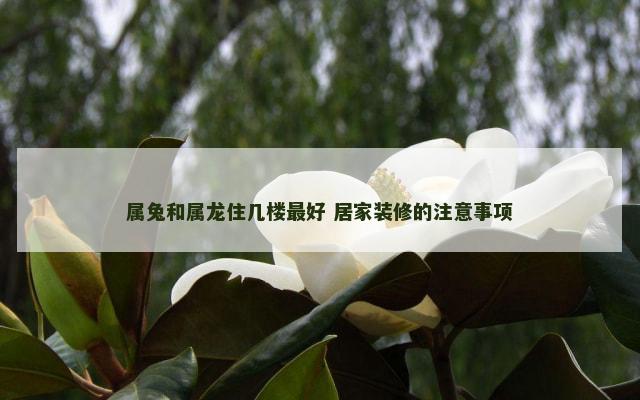 属兔和属龙住几楼最好 居家装修的注意事项
