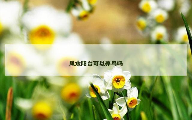 风水阳台可以养鸟吗