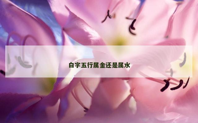 白字五行属金还是属水