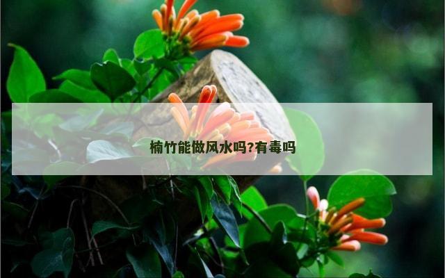 楠竹能做风水吗?有毒吗