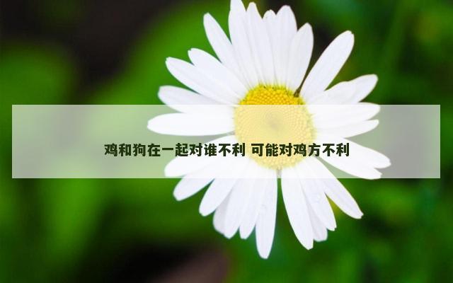 鸡和狗在一起对谁不利 可能对鸡方不利