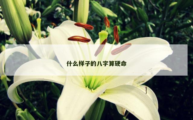 什么样子的八字算硬命