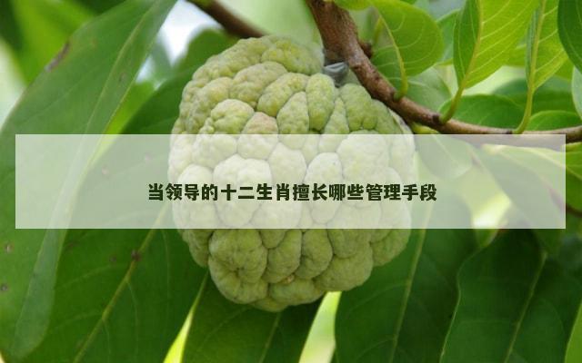 当领导的十二生肖擅长哪些管理手段