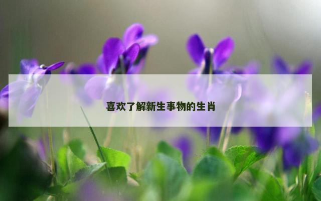 喜欢了解新生事物的生肖