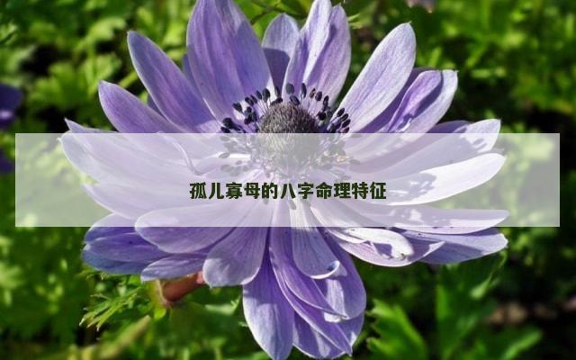 孤儿寡母的八字命理特征