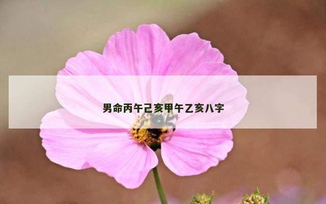 男命丙午己亥甲午乙亥八字