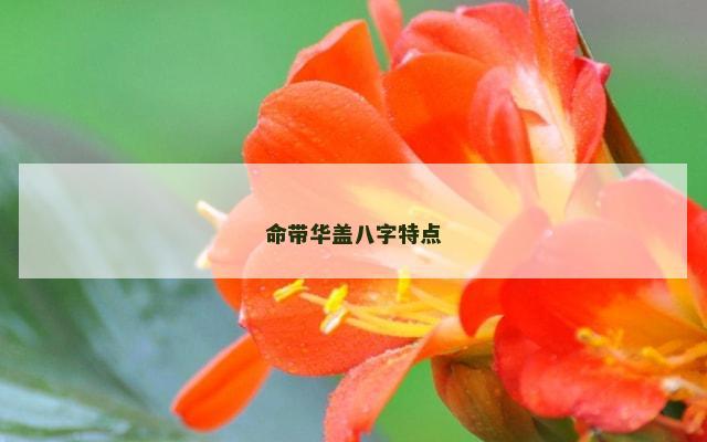 命带华盖八字特点