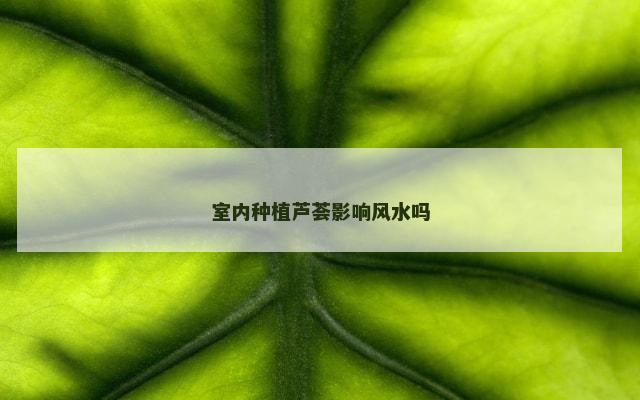 室内种植芦荟影响风水吗