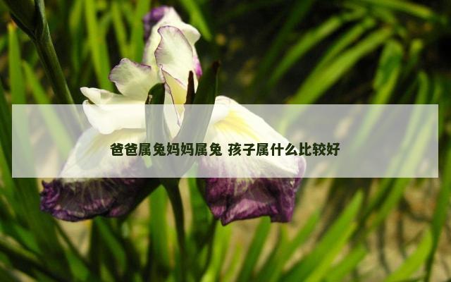 爸爸属兔妈妈属兔 孩子属什么比较好