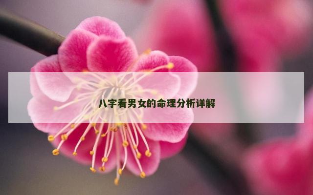八字看男女的命理分析详解