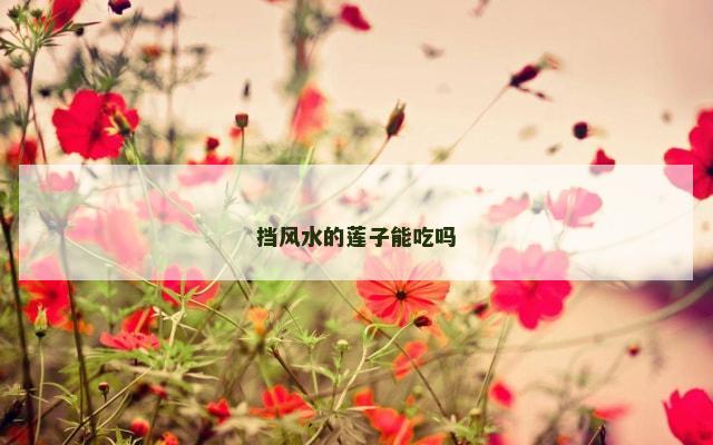 挡风水的莲子能吃吗