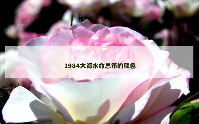 1984大海水命忌讳的颜色