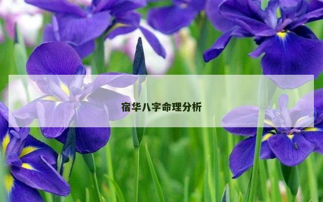 宿华八字命理分析
