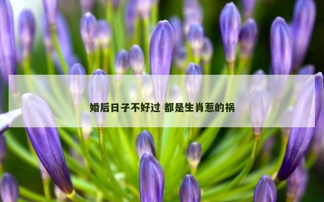 婚后日子不好过 都是生肖惹的祸