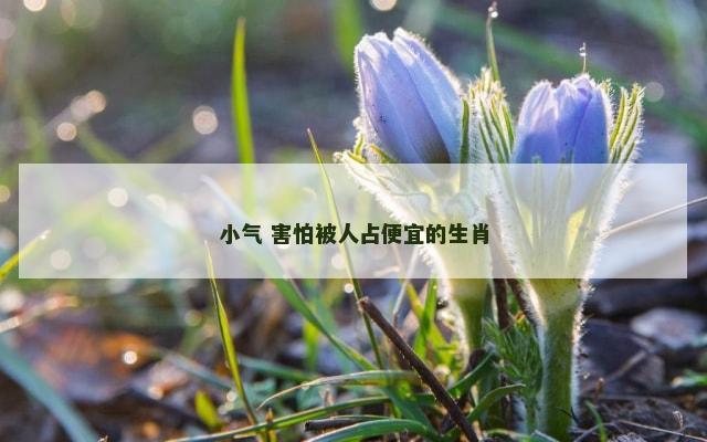 小气 害怕被人占便宜的生肖