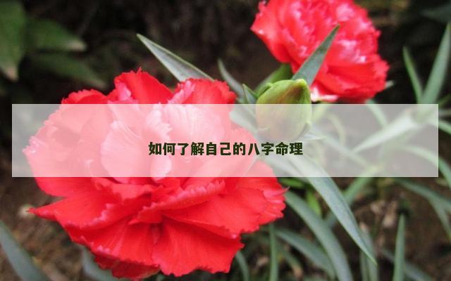 如何了解自己的八字命理