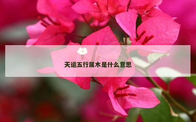 天运五行属木是什么意思