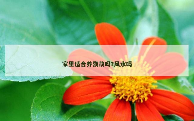 家里适合养鹦鹉吗?风水吗