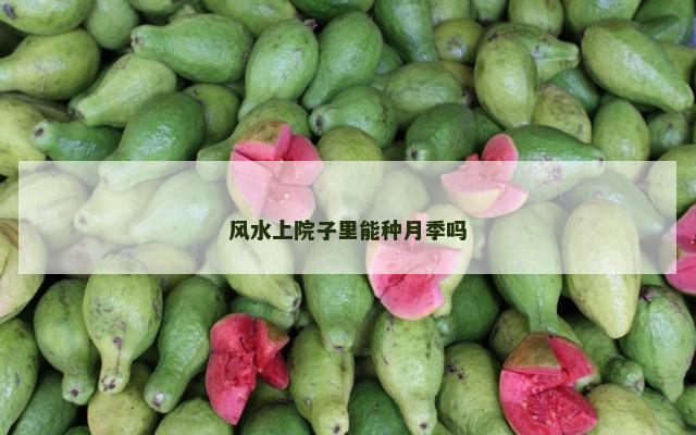 风水上院子里能种月季吗