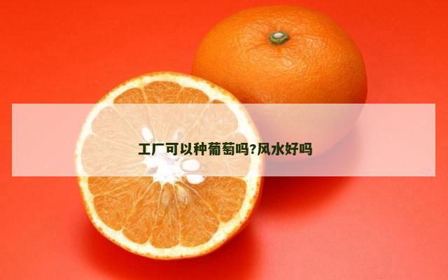 工厂可以种葡萄吗?风水好吗