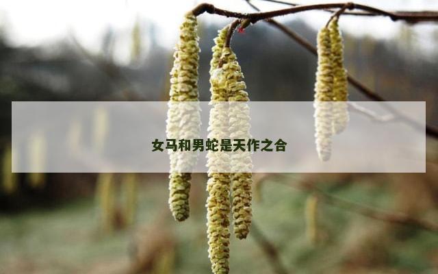 女马和男蛇是天作之合