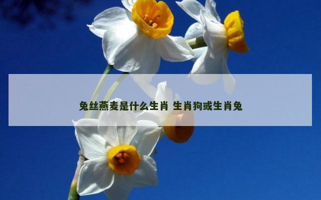 兔丝燕麦是什么生肖 生肖狗或生肖兔