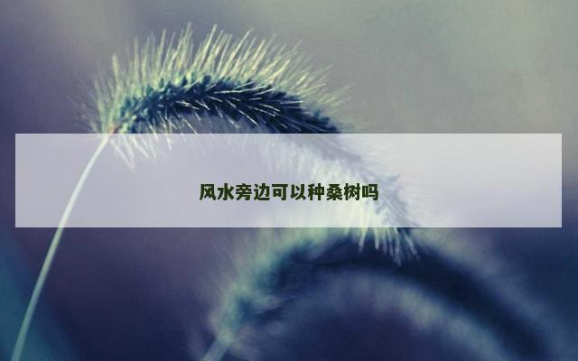 风水旁边可以种桑树吗