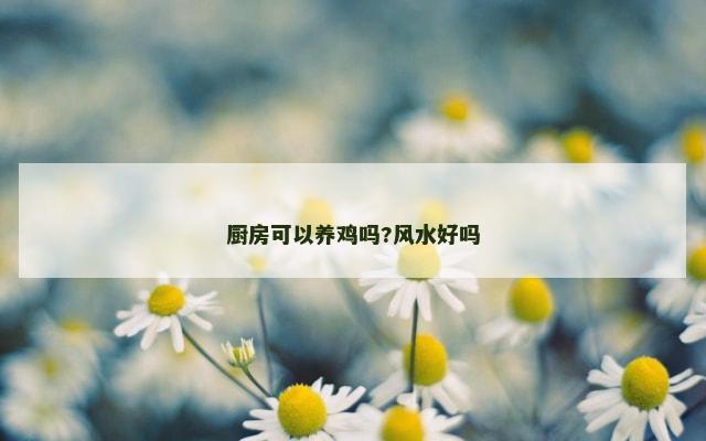 厨房可以养鸡吗?风水好吗