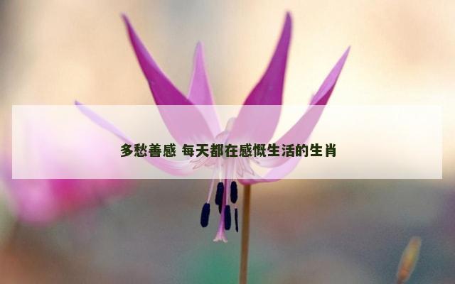 多愁善感 每天都在感慨生活的生肖