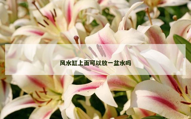 风水缸上面可以放一盆水吗