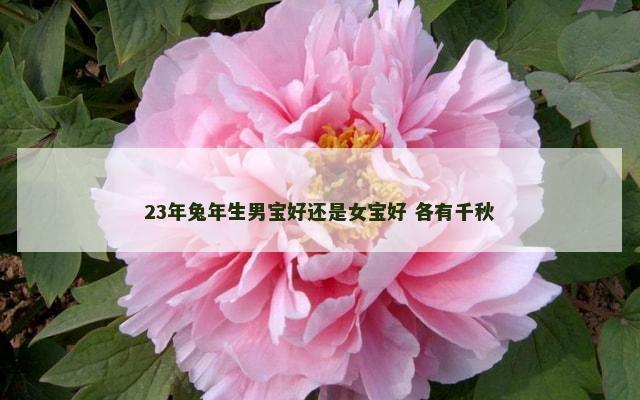 23年兔年生男宝好还是女宝好 各有千秋