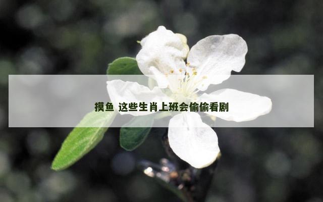 摸鱼 这些生肖上班会偷偷看剧