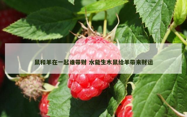 鼠和羊在一起谁带财 水能生木鼠给羊带来财运