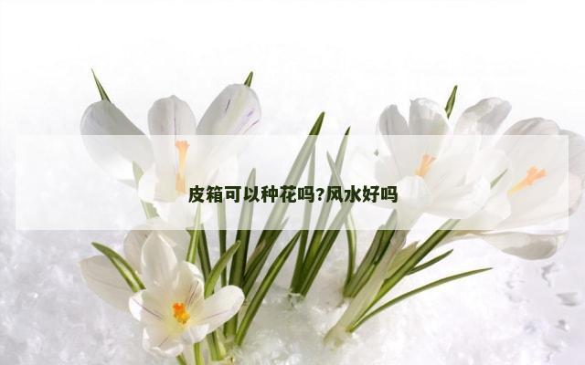 皮箱可以种花吗?风水好吗