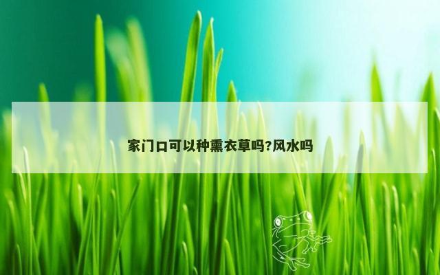 家门口可以种熏衣草吗?风水吗