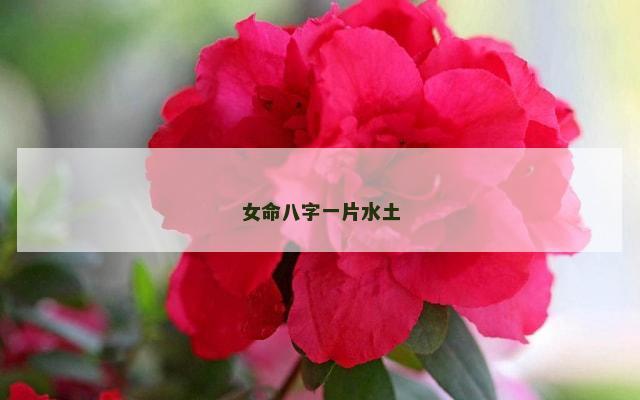 女命八字一片水土