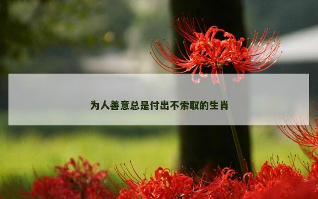 为人善意总是付出不索取的生肖