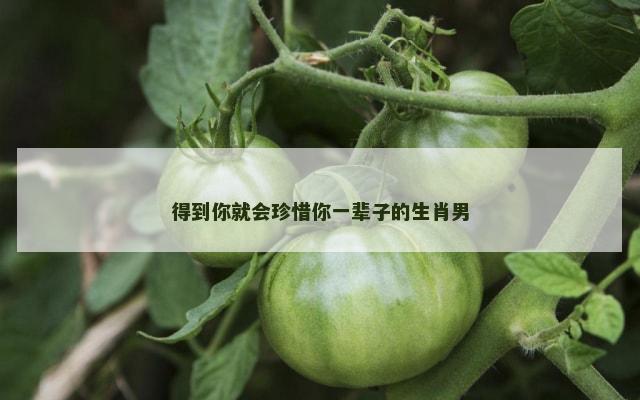 得到你就会珍惜你一辈子的生肖男