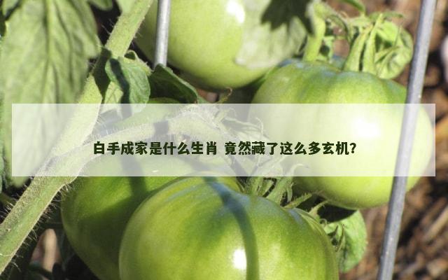 白手成家是什么生肖 竟然藏了这么多玄机？