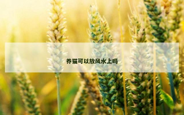 养猫可以放风水上吗