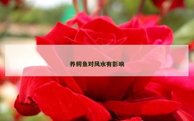 养鳄鱼对风水有影响